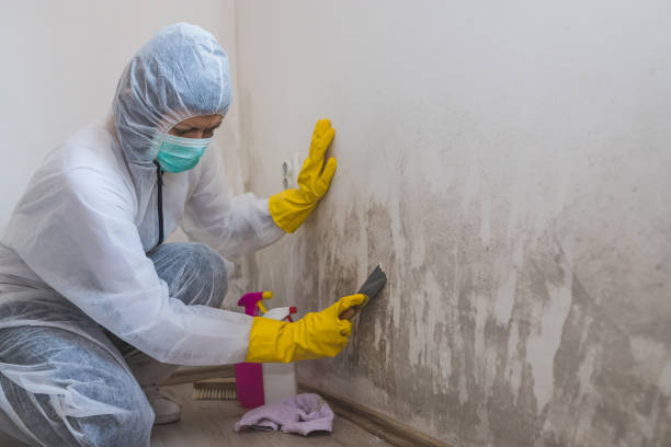Best Mold Prevention Services  in Hamburg, IA