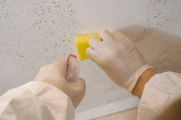 Best Residential Mold Inspection & Testing  in Hamburg, IA