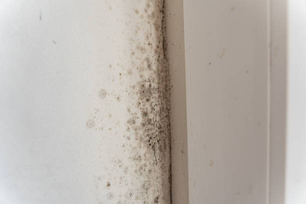 Hamburg, IA Mold Removal Company